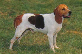 CAINE DE ARTOIS